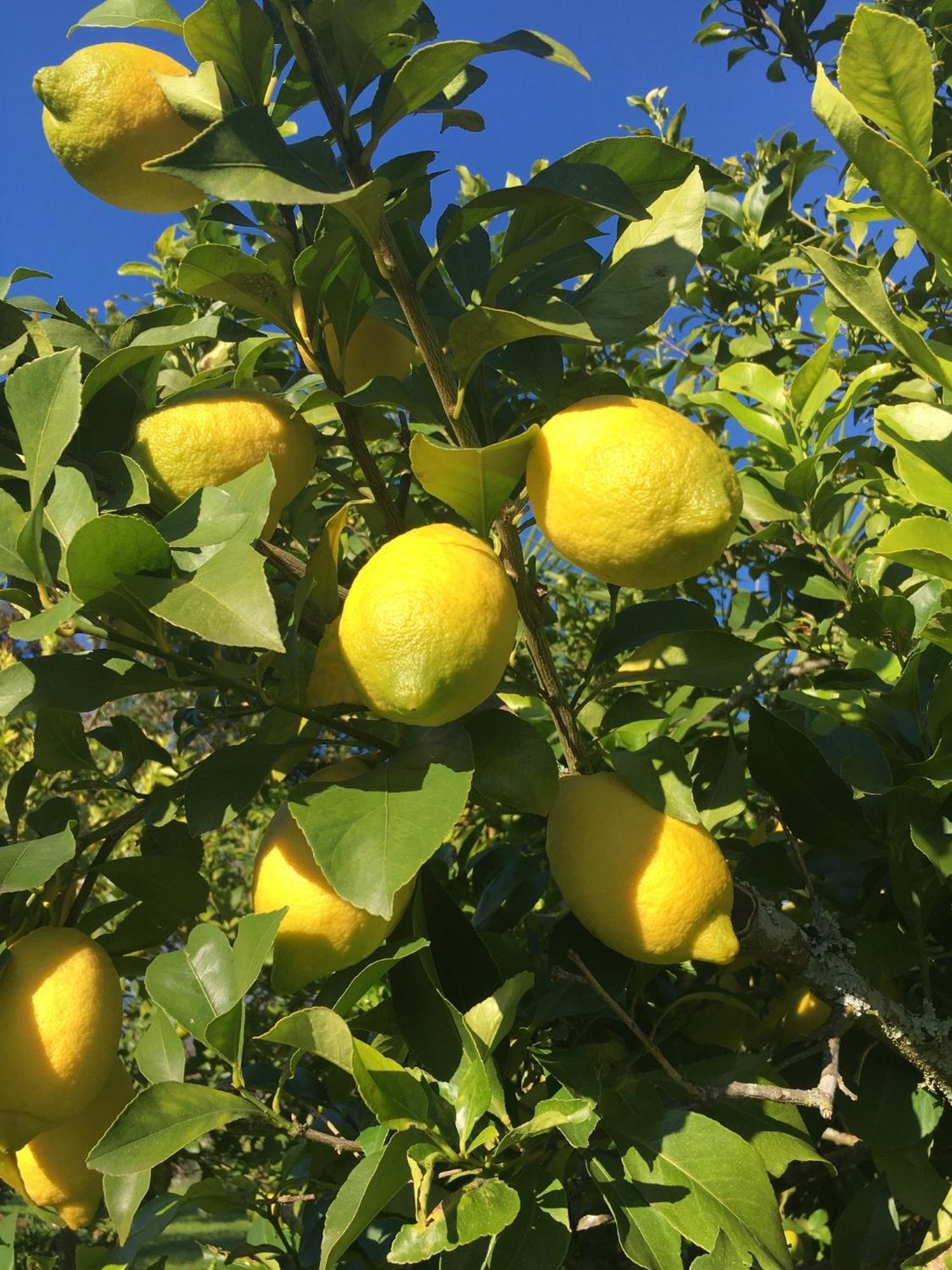 Quinta De Mocamedes - Turismo De Habitacao Otel Vouzela Dış mekan fotoğraf