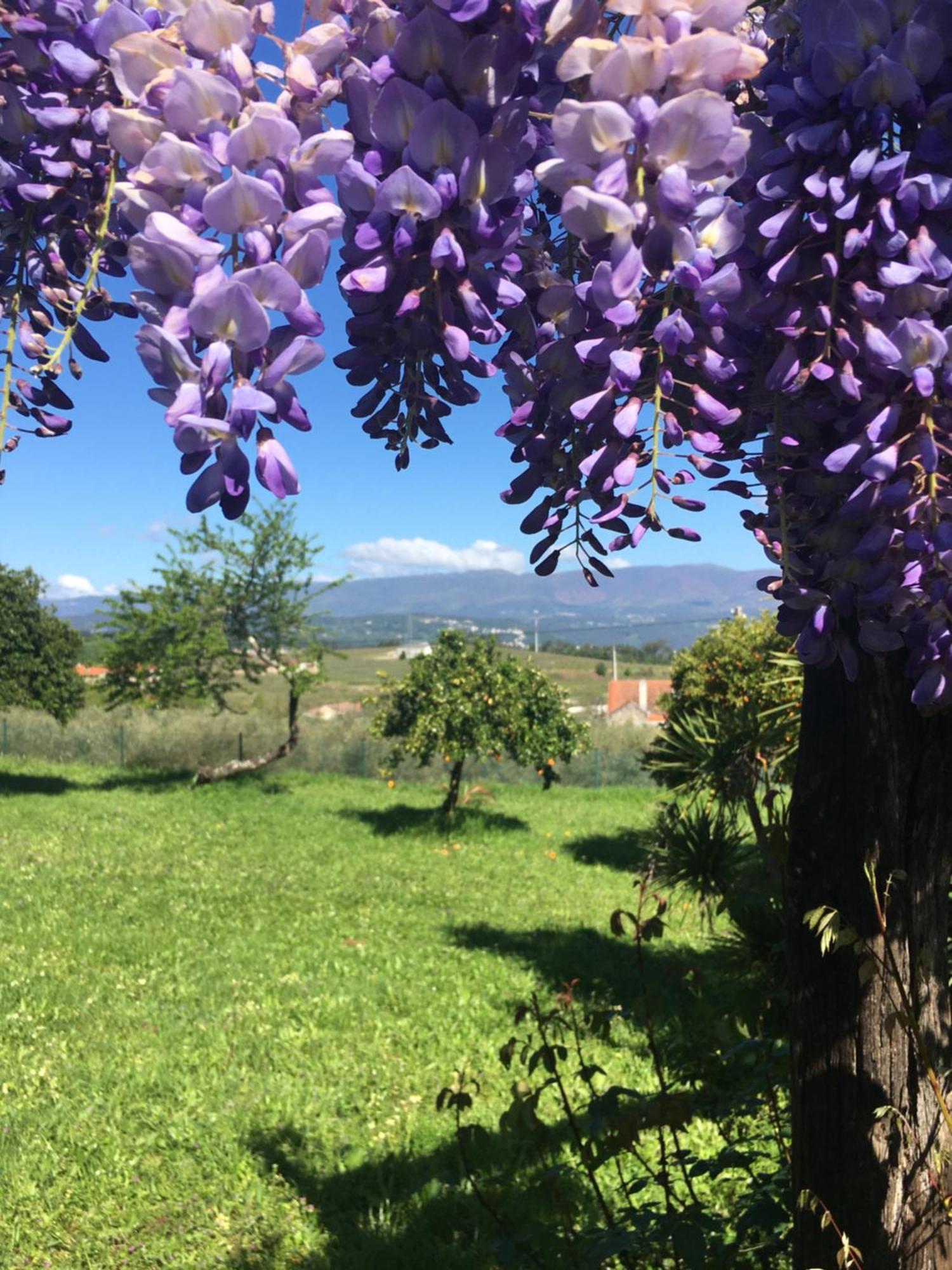 Quinta De Mocamedes - Turismo De Habitacao Otel Vouzela Dış mekan fotoğraf